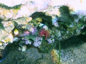 Serpula vermicularis Linné, 1767 Vir 110907 2.jpg