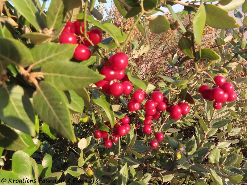 Datei:Smilax aspera Linné, 1753 Vir 201109 1612 k.jpg