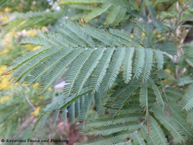 Datei:Acacia dealbata Link, 1822 SvFiJa180129 10665 txt.jpg