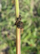 Auf Sanguisorba minor Scopoli, 1771, dem Kleinen Wiesenknopf, Vir 04/2013