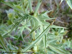 Stängelblatt, Otok Vir 08/2015