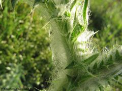 CardNu Stäha Vir 130428 1353.jpg