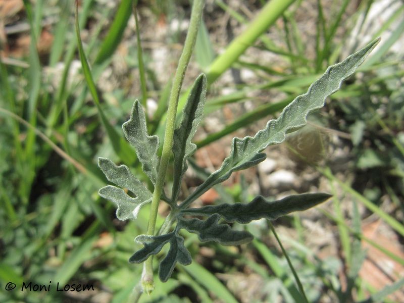 Datei:Convolvulus cantabrica Linné, 1753 Vir 140418 2274.jpg