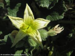 ♂ Blüte, Dugopolje 06/2011