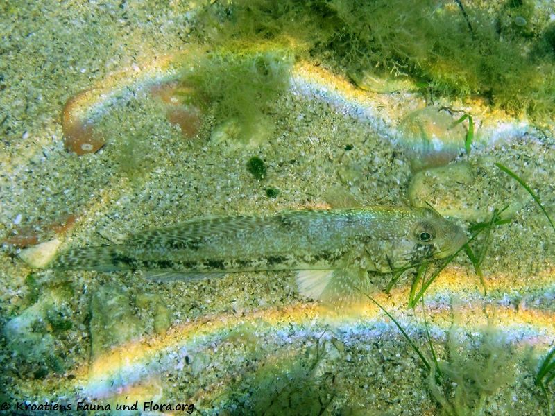 Datei:Gobius geniporus Valenciennes, 1837 Vir 110623 13.jpg