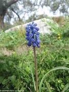 Bilo 02/2018 in einem Olivenhain