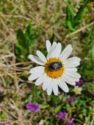 Auf Leucanthemum vulgare Lamarck, 1778 - Margerite, obična ivančica, Šapjane 05/2020. © Jochen Bierlein