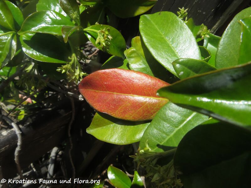 Datei:Trachelospermum jasminoides (Lindley) Lemaire, 1851 Zad 200429 485.JPG