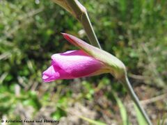 Knospe, Otok Vir 05/2013