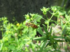 ♀ auf Euphorbia exigua Linné, 1753 - Kleine Wolfsmilch, mala mlječika, Thalmassing 07/2012