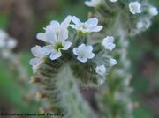 Heliotropium europaeum Linné, 1753 - Europäische Sonnenwende, Europska bradavka. Fundort: 09/2011 Otok Vir, Giftpflanze