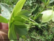 Helleborus niger L. ssp. macranthus (Freyn) Schiffner , 1909 - velecvjetni kukurijek. Fundort: Fruchtstand, Prokike 04/2014, Giftpflanze , Heilpflanze, Zierpflanze