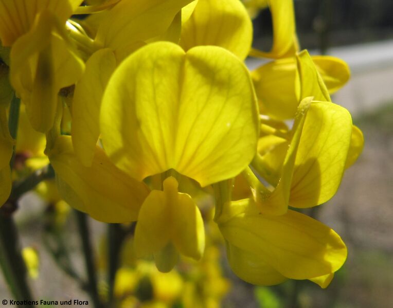 Datei:HippoEmer Blü Kož 150413 0194 D.JPG