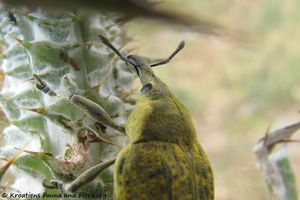 Larinus latus Herbst, 1783 Vel 140601 3857 d.jpg