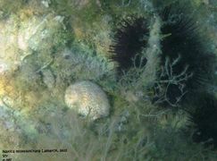 In situ, Vir 09/2010