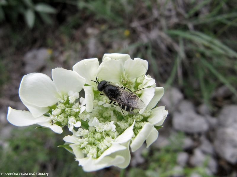 Datei:Stratiomys singularior Harris, 1776 Senj 130525 2231.jpg