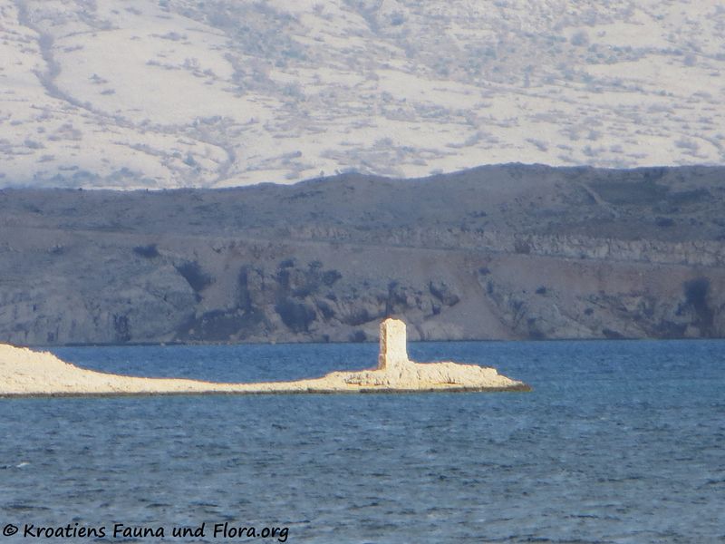 Datei:191220 2532 Vlašići.jpg