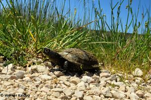 210509 Emys orbicularis Pag Werner 3.jpg