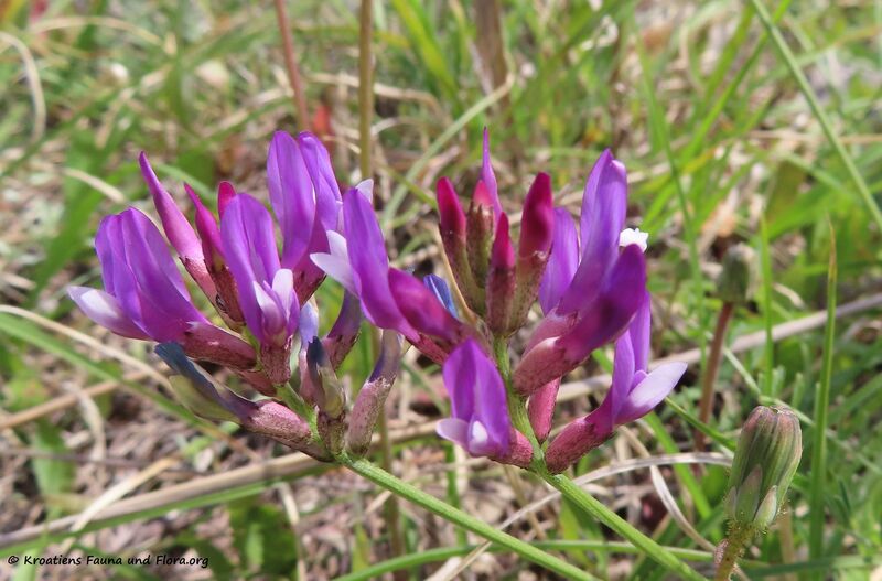Datei:Astragalus monspessulanus Linné, 1753 Vir 220502 2687 DK.jpg