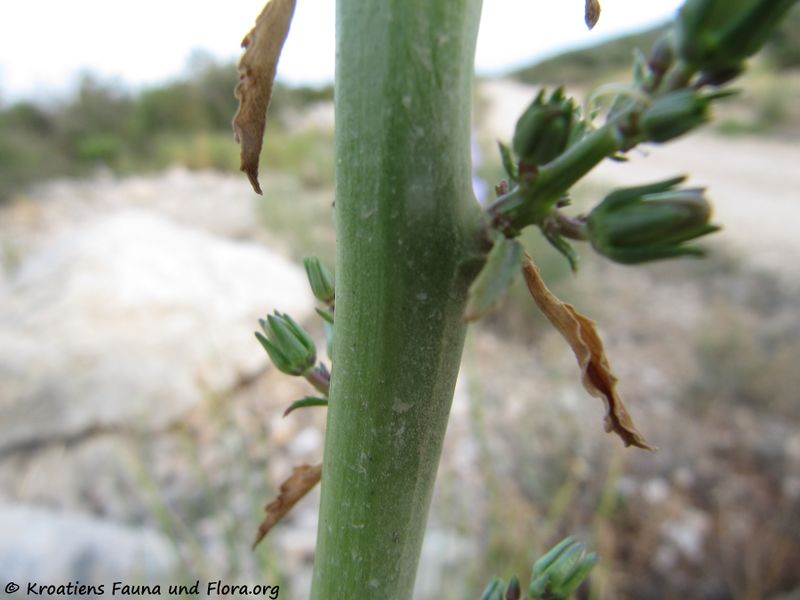 Datei:CampPyr Stä Vranasee 120912 2492.jpg