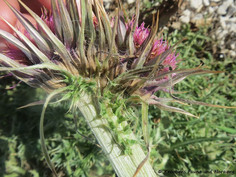 Datei:CardNu Verbä Vir180308 11116.jpg