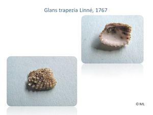 Glans trapezia Linné, 1767.jpg