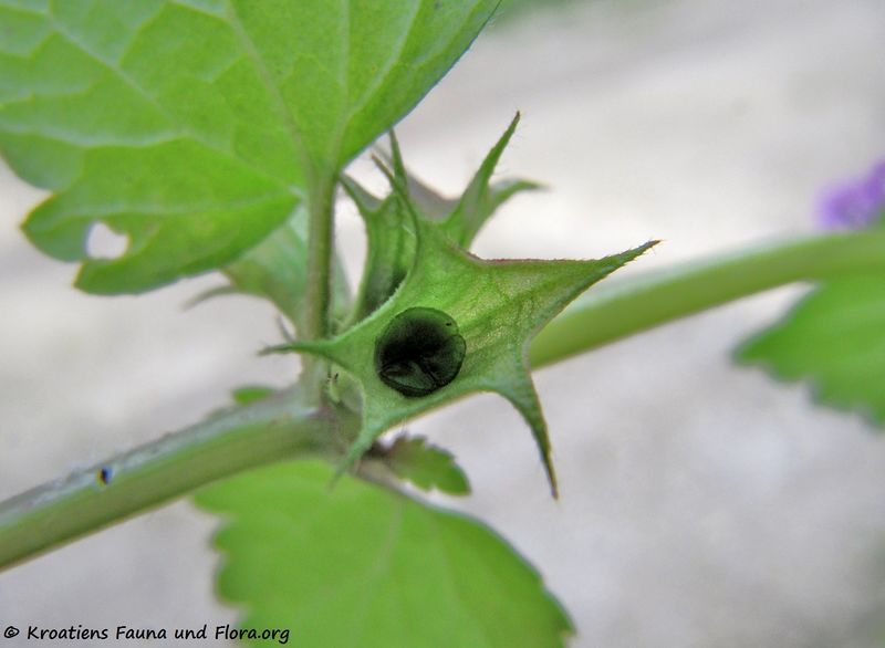 Datei:Lamium purpureum Linné, 1753, Wolk 120924 2970 k.jpg