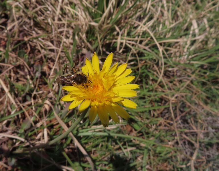 Datei:Melecta albifrons Forster, 1771 Vir 250408 8049 D.JPG