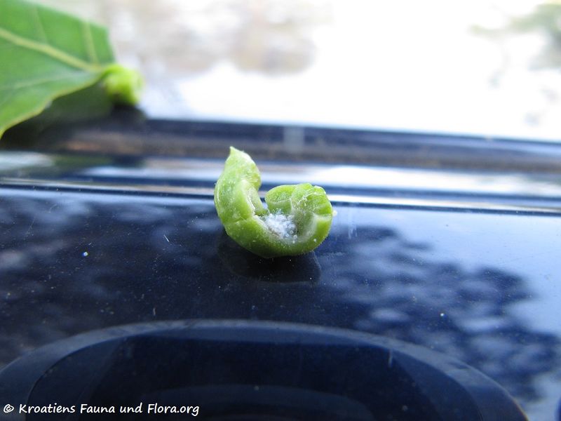 Datei:Pemphigus spirothecae Passerini, 1860 Nin 120531 803.jpg