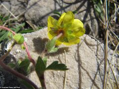 Unterseite, Otok Vir 04/2015