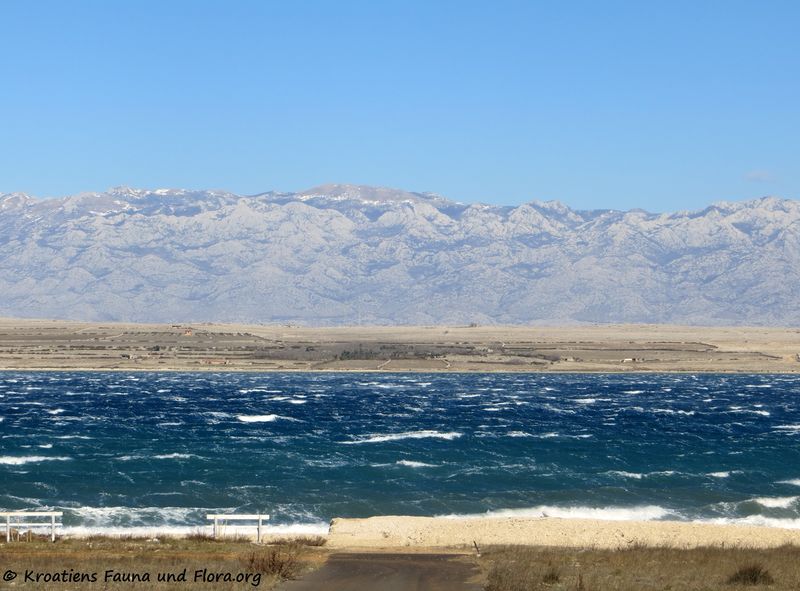 Datei:190223 0173 k.jpg