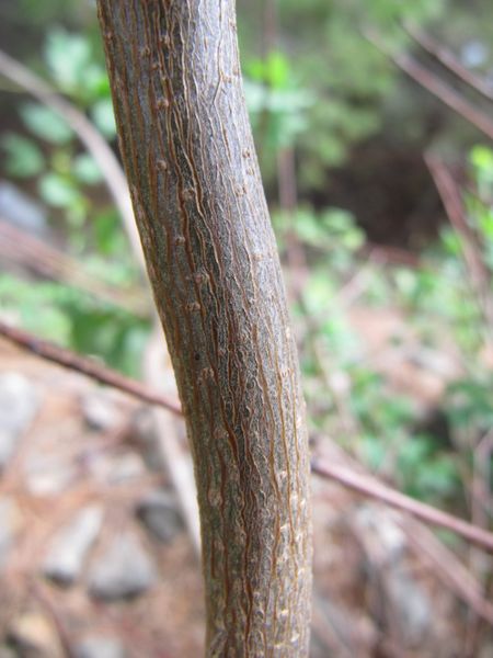 Datei:Acer monspessulanum Linné, 1753 Vir 120522 417.JPG