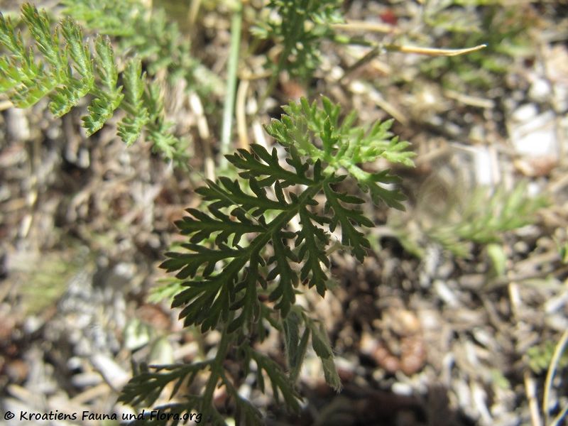 Datei:Achillea nobilis subsp. nobilis Linné, 1753 Vukšić 170613 8215 k.jpg