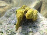 Axinella polypoides Schmidt, 1862 - Löchriger Geweihschwamm, Fundort: Vir 09/2012, Meerestier, Gefährdetes Tier