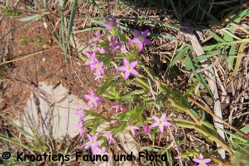 Datei:Centaurium pulchellum ( Sw. ) Druce 1897 Vir 240605 8056.JPG