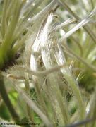 Federartige Griffel, Vir 06/2011