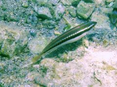 Trächtiges Weibchen, Vir 06/2011