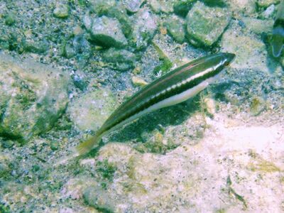 CorJul Vir Weibchen 110616 3.jpg