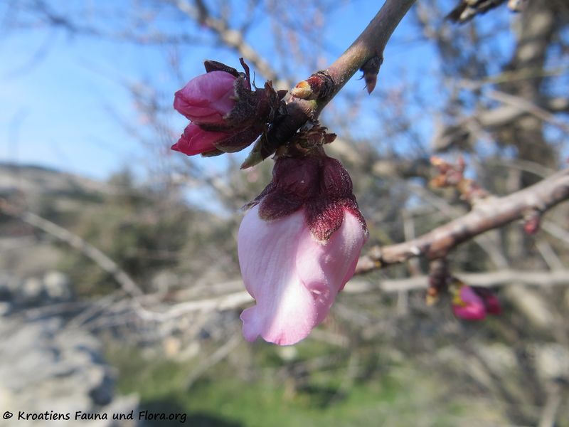 Datei:Prunus amygdalus Batsch, 1801 Vir 180228 11024 txt.jpg