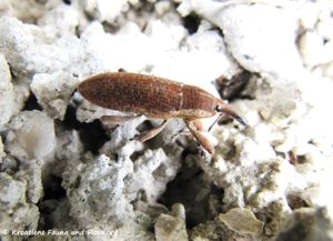 Pseudocleonus grammicus Panzer, 1789 Vir 140502 2858 d.jpg