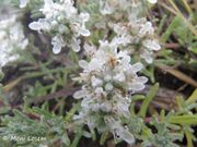 Teucrium capitatum Linné, 1753 - Kopfiger Gamander. Fundort: Vir 07/2013, Heilpflanze, Giftpflanze