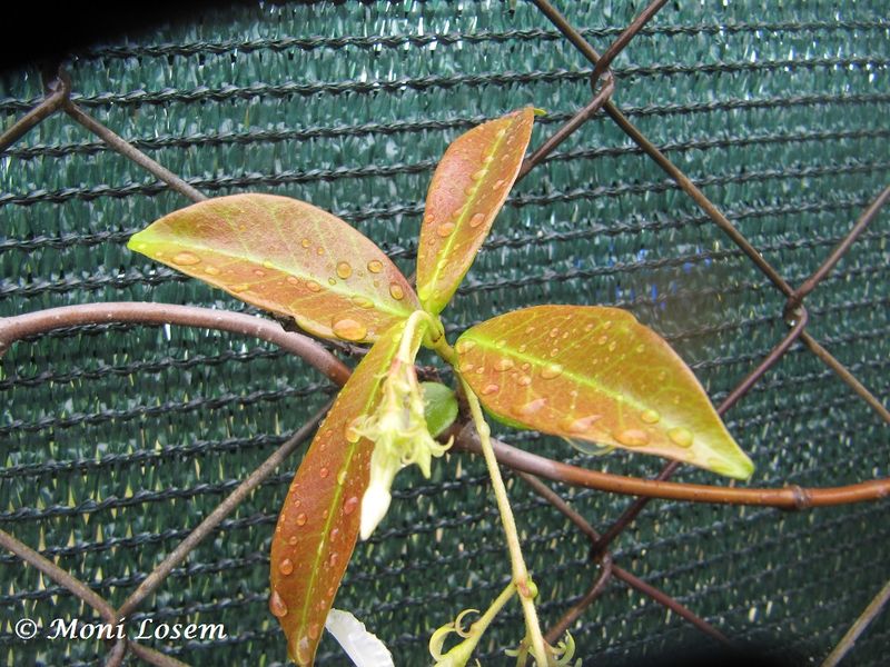 Datei:Trachelospermum jasminoides (Lindley) Lemaire, 1851 Zad 140508 3012.jpg