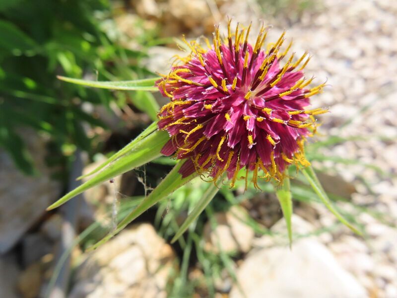 Datei:TragPor Blü 6 Vir 210512 2186.JPG