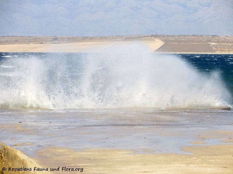 Datei:Wellen 180210 70741 txt.jpg