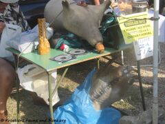 Wunderschöne Flöten aus Holz