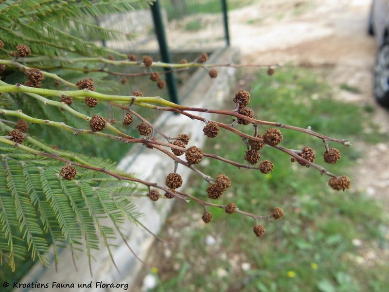 Datei:Acacia dealbata Link, 1822 SvFiJa 180418 12294 k.jpg