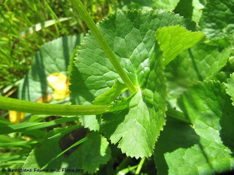 Datei:Caltha palustris Linné, 1753 KulMoo 170515 7771.jpg