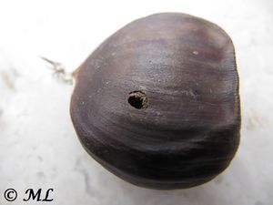 CurcuEleph Zad 121101 3704.jpg