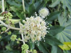 Blütendolde, Nin 11/2015