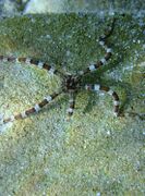 Ophioderma longicaudum Bruzelius, 1805. Fundort: Otok Vir 09/2012, Meerestier